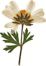 Pressed flower
